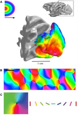 Origins of Functional Organization in the Visual Cortex